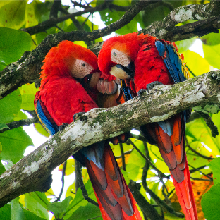 Parque Nacional del Manu